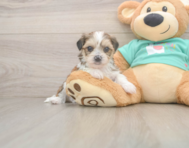 5 week old Shorkie Puppy For Sale - Simply Southern Pups