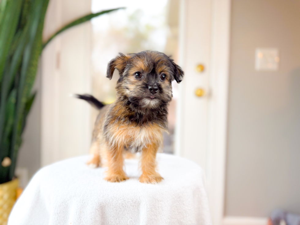 Best Shorkie Baby