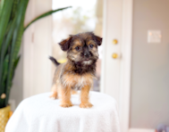 9 week old Shorkie Puppy For Sale - Simply Southern Pups