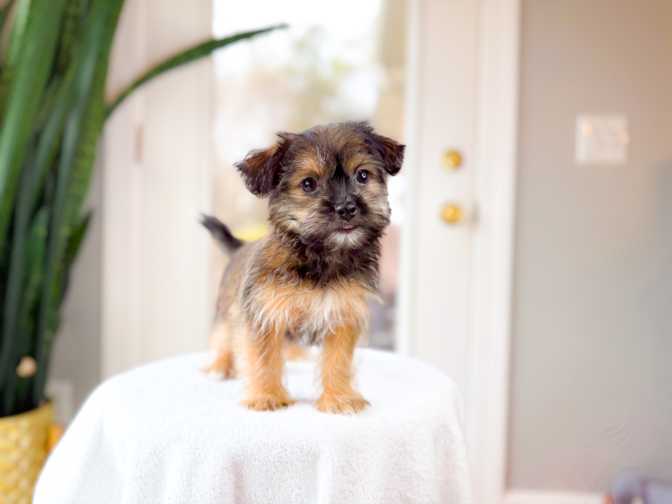 Best Shorkie Baby
