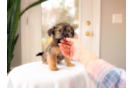 Shorkie Puppy for Adoption
