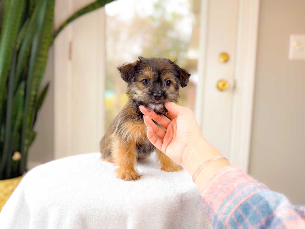 Cute Shorkie Baby