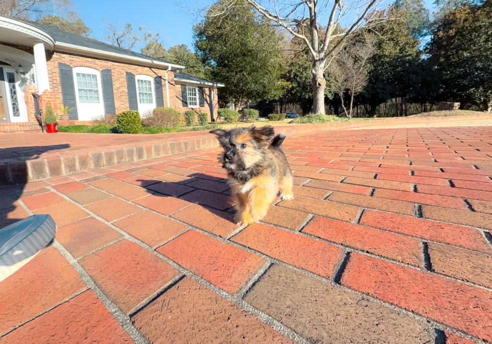 Shorkie Pup Being Cute