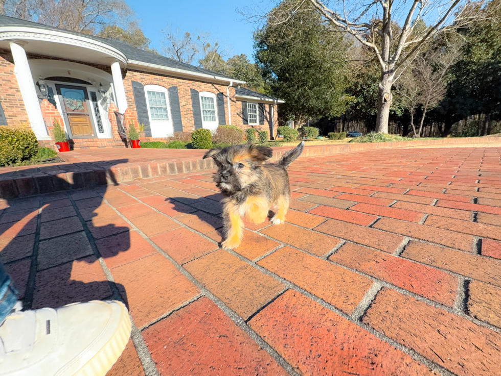 Shorkie Pup Being Cute