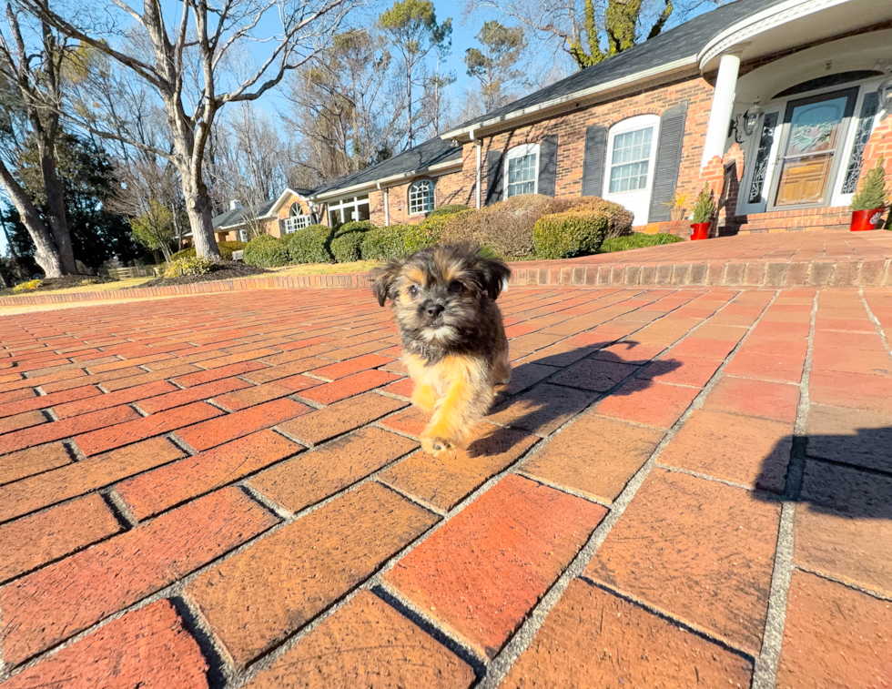 Shorkie Puppy for Adoption
