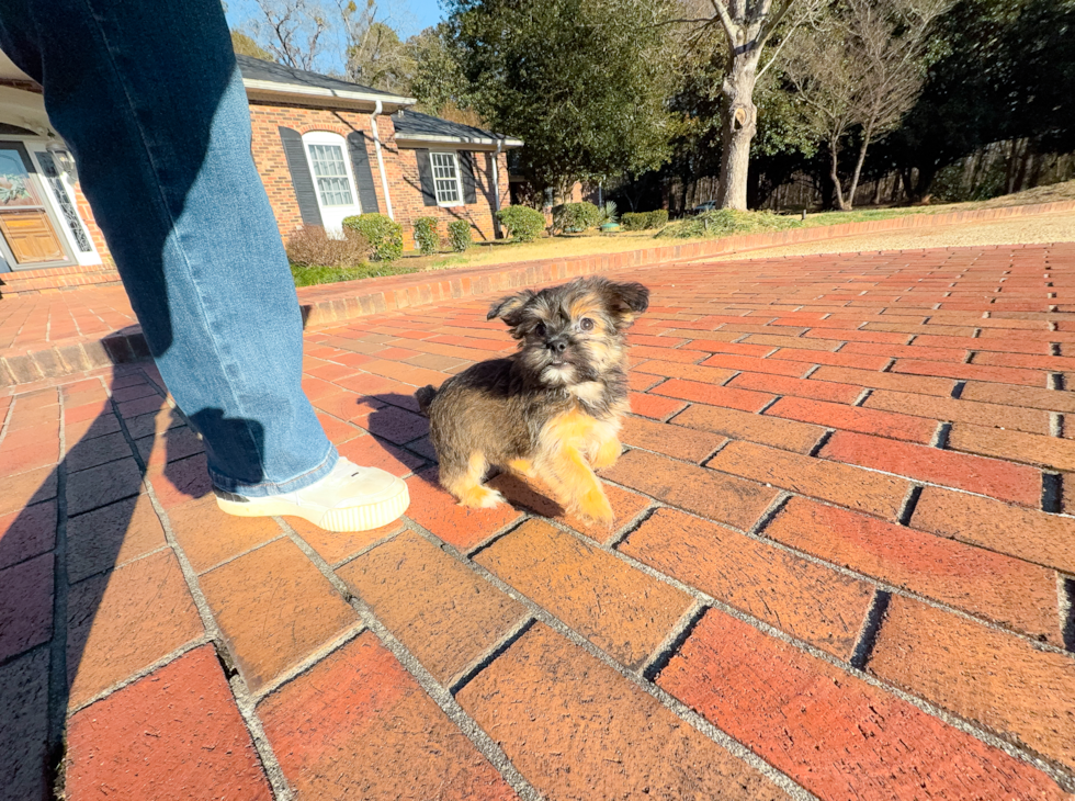 Shorkie Puppy for Adoption