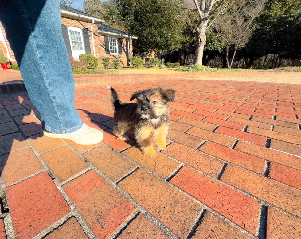 Shorkie Pup Being Cute