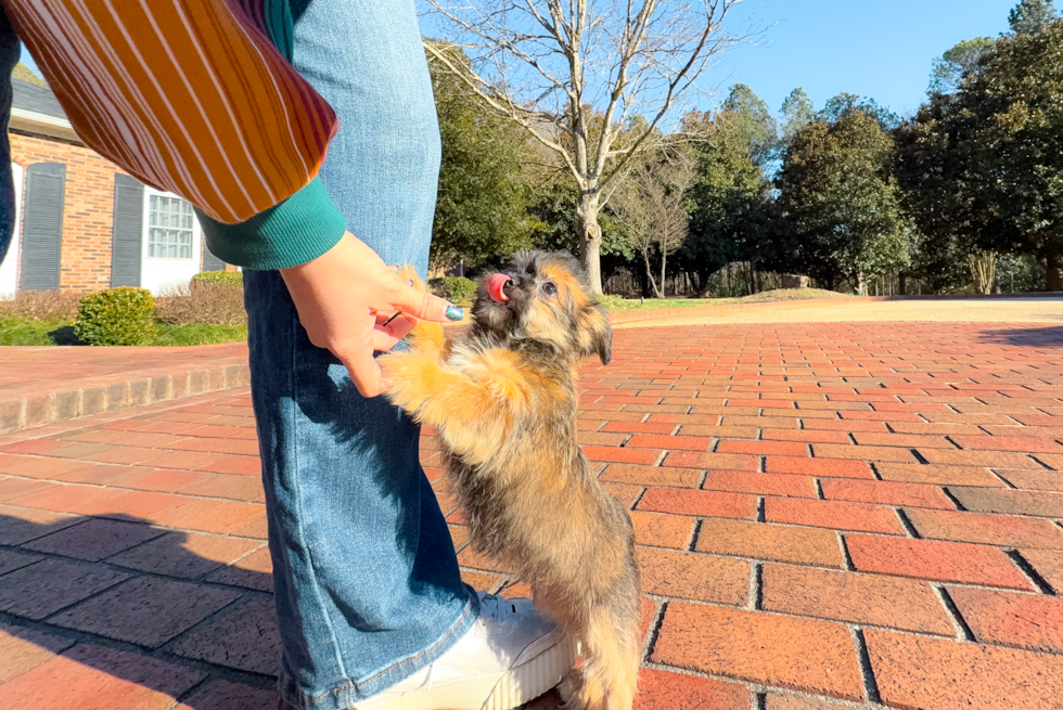 Cute Shorkie Tzu Designer Puppy