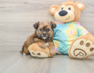 5 week old Shorkie Puppy For Sale - Simply Southern Pups
