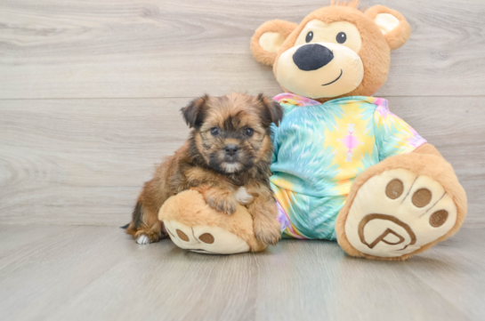Little Shorkie Tzu Designer Puppy