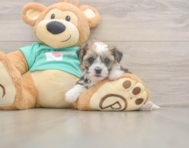 5 week old Shorkie Puppy For Sale - Simply Southern Pups