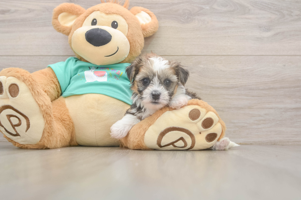 6 week old Shorkie Puppy For Sale - Simply Southern Pups