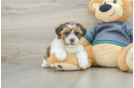 Adorable Shorkie Tzu Designer Puppy