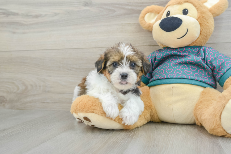 Cute Shorkie Baby