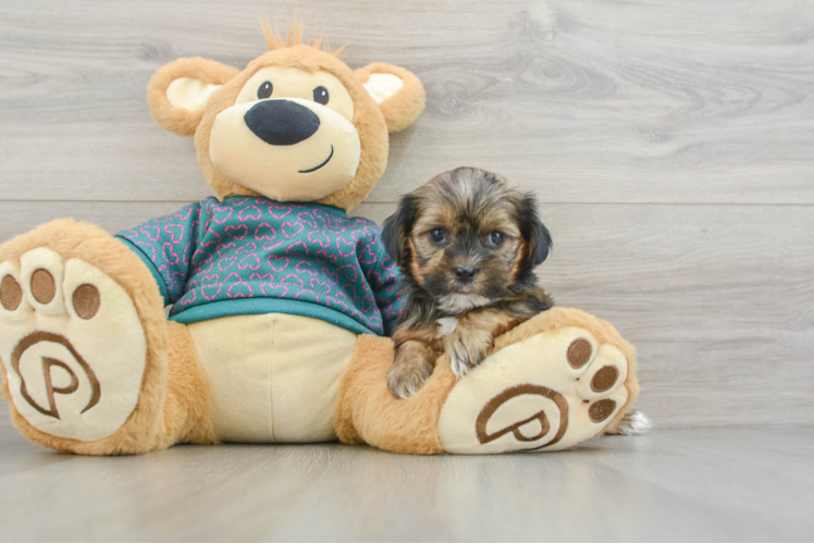 Shorkie Puppy for Adoption