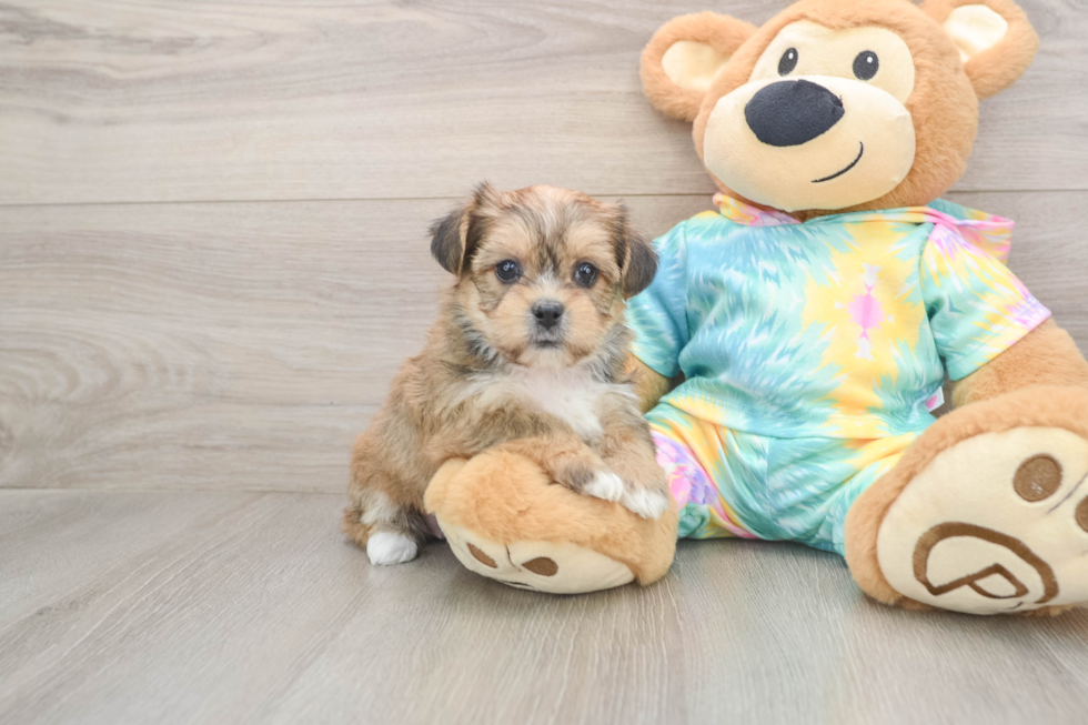 Adorable Shorkie Tzu Designer Puppy