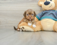 5 week old Shorkie Puppy For Sale - Simply Southern Pups