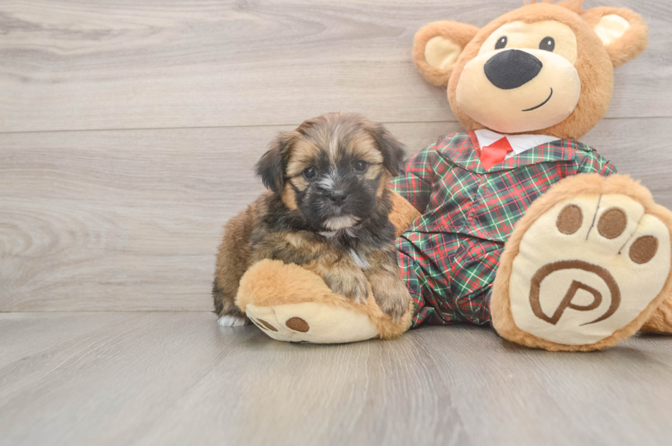 5 week old Shorkie Puppy For Sale - Simply Southern Pups