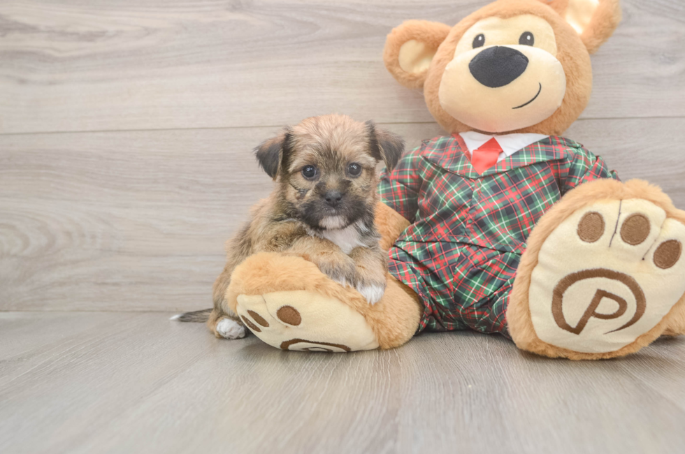 5 week old Shorkie Puppy For Sale - Simply Southern Pups