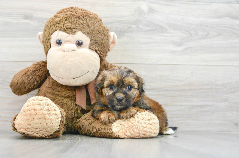 5 week old Shorkie Puppy For Sale - Simply Southern Pups
