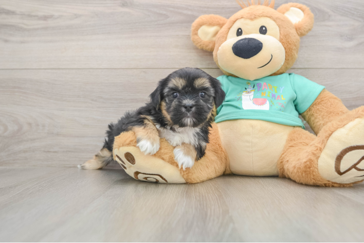 Shorkie Puppy for Adoption