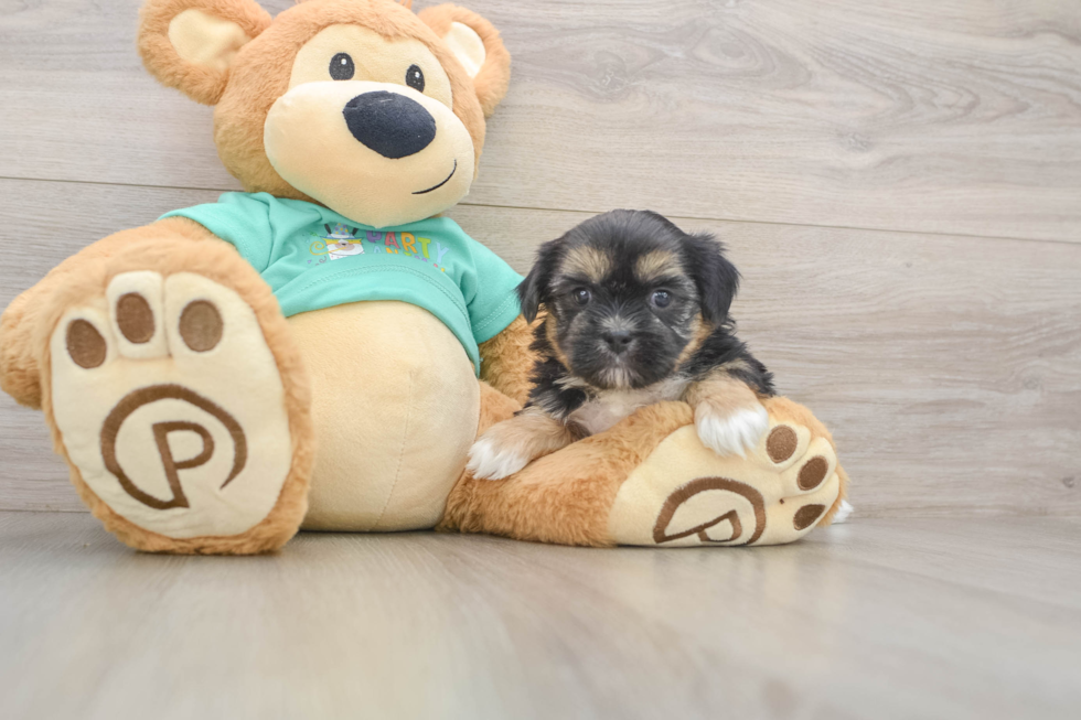 Shorkie Pup Being Cute