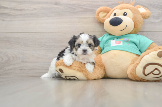 Shorkie Pup Being Cute