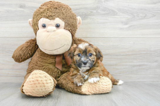 Fluffy Shorkie Designer Pup