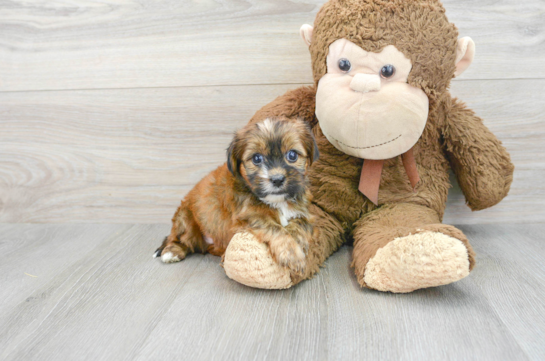 Smart Shorkie Designer Pup