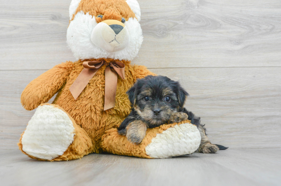 5 week old Shorkie Puppy For Sale - Simply Southern Pups