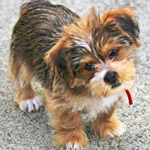 Shorkie Puppy For Sale - Simply Southern Pups