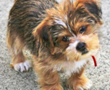Shorkie Puppies For Sale Simply Southern Pups