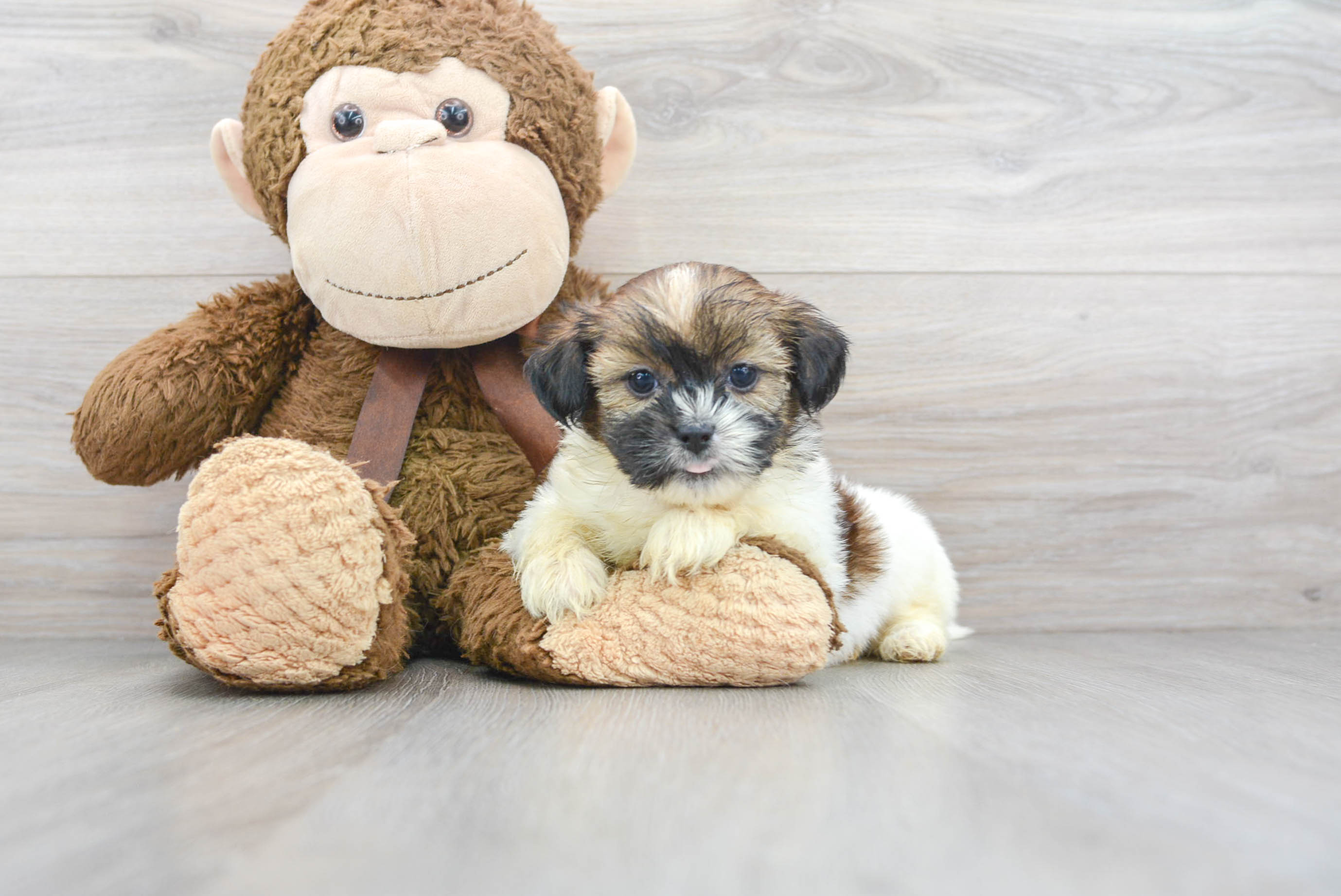 Teddy bear clearance shorkie