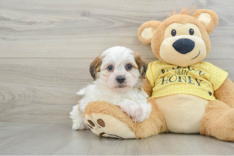 Teddy Bear Puppy for Adoption