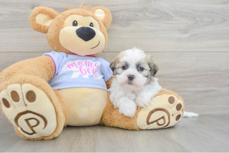 Petite Teddy Bear Designer Pup