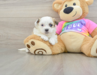 7 week old Teddy Bear Puppy For Sale - Simply Southern Pups