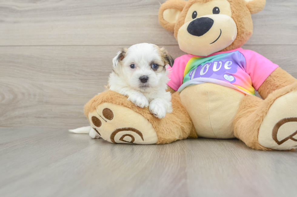 7 week old Teddy Bear Puppy For Sale - Simply Southern Pups