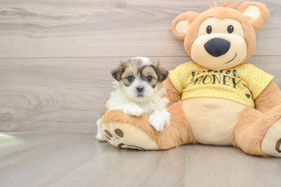 Best Teddy Bear Baby