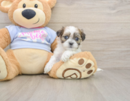 7 week old Teddy Bear Puppy For Sale - Simply Southern Pups