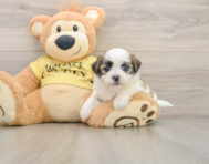5 week old Teddy Bear Puppy For Sale - Simply Southern Pups