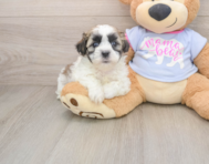 5 week old Teddy Bear Puppy For Sale - Simply Southern Pups