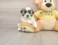 8 week old Teddy Bear Puppy For Sale - Simply Southern Pups