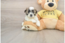 Happy Teddy Bear Baby