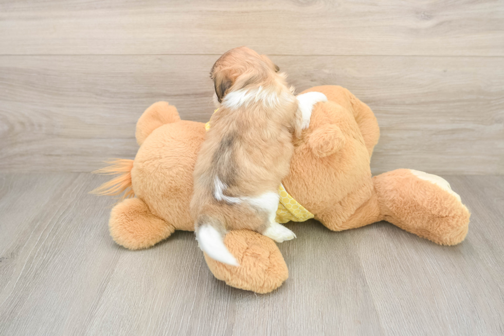 Adorable Shit Designer Puppy