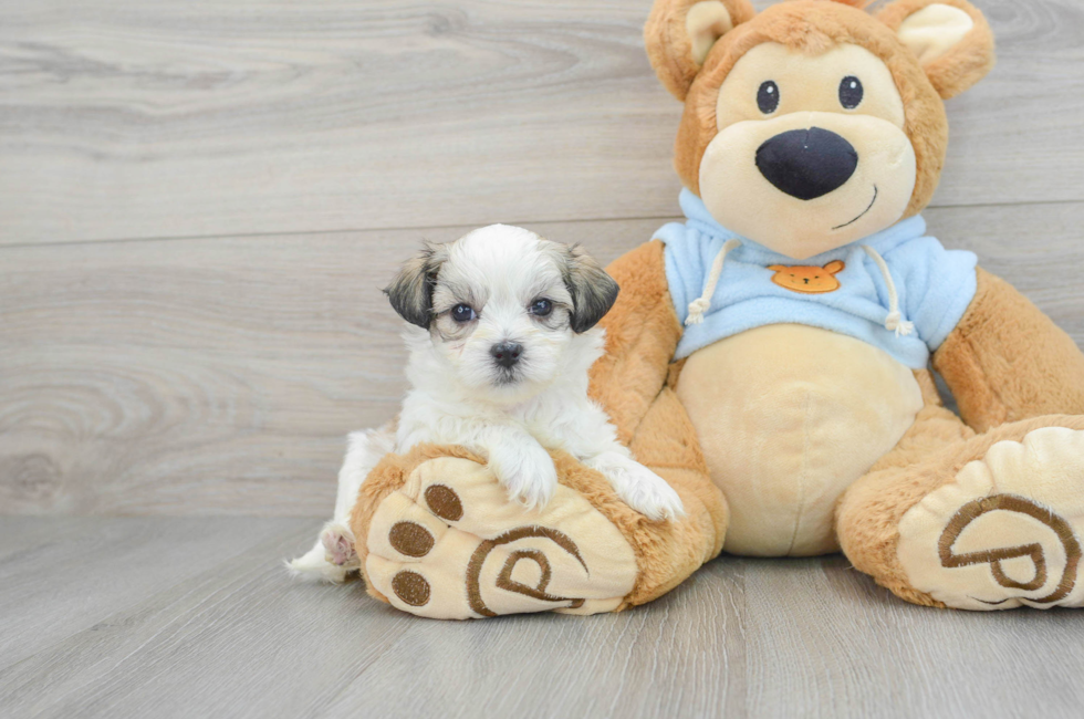 5 week old Teddy Bear Puppy For Sale - Simply Southern Pups