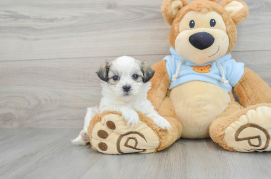 Small Teddy Bear Baby