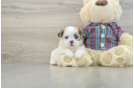 Funny Teddy Bear Designer Pup