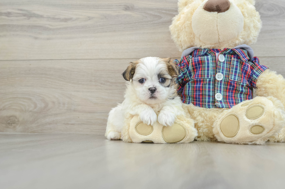 6 week old Teddy Bear Puppy For Sale - Simply Southern Pups