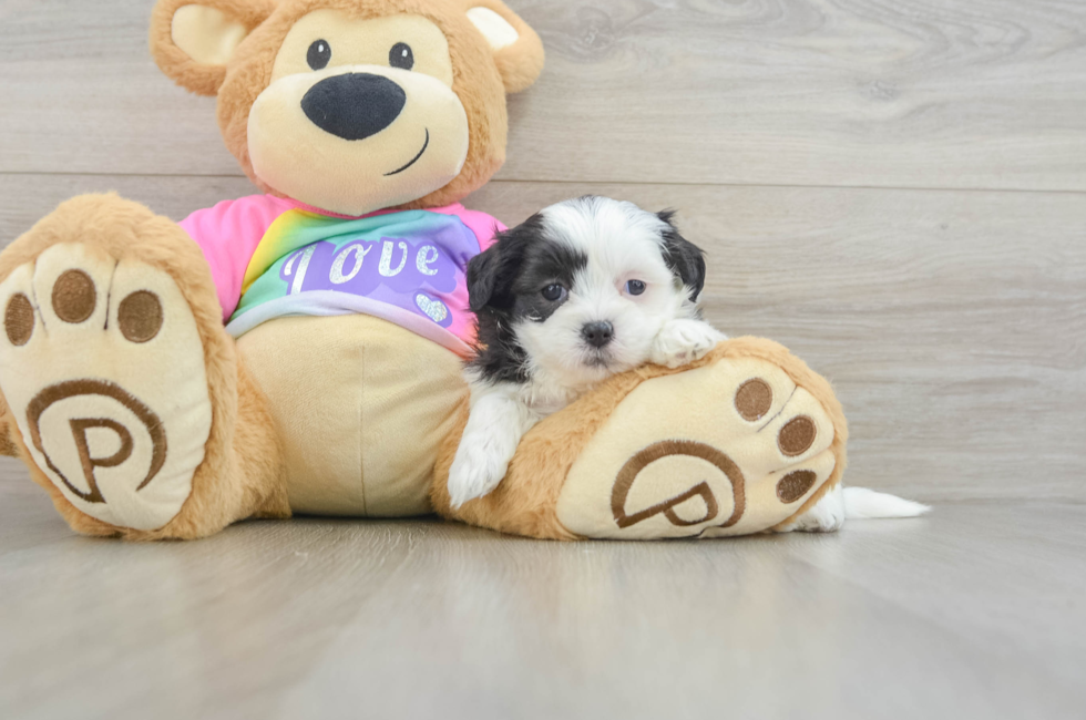 7 week old Teddy Bear Puppy For Sale - Simply Southern Pups