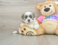 7 week old Teddy Bear Puppy For Sale - Simply Southern Pups